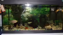 das aquarium von meine schwester