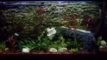 Das ist mein Aquarium