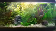 das komplette Aquarium