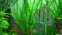 Das Pterophyllum leopoldi Paar