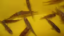 Das sind meine16  Elongatus Yellow Tails ca 2cm groß