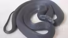 Dasypeltis atra
