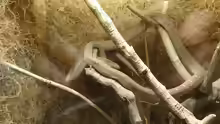 Dasypeltis medici