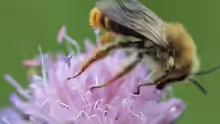 Dasypoda argentata