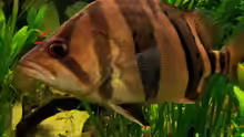 Datnioides Pulcher, Tigerbarsch