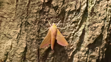 Deilephila elpenor