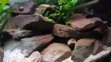 Dekoration im Aquarium 160l Tanganjika (Existiert nicht mehr!)