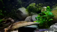 Dekoration im Aquarium Afrikas Stromschnellen