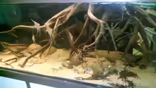 Dekoration im Aquarium Altum Wurzelbiotop