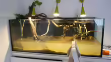 Dekoration im Aquarium Amazonas Aufzucht (aufgelöst)