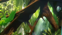 Dekoration im Aquarium Amazonas (Existiert nicht mehr)