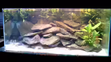 Dekoration im Aquarium Becken 1027