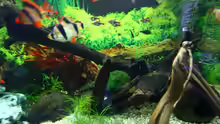 Dekoration im Aquarium Becken 10384