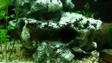 Dekoration im Aquarium Becken 10384