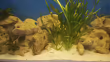 Dekoration im Aquarium Becken 105