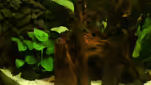Dekoration im Aquarium Becken 11170