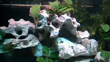 Dekoration im Aquarium Becken 1120