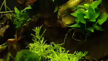 Dekoration im Aquarium Becken 11237