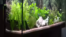 Dekoration im Aquarium Becken 1136