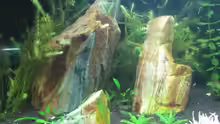 Dekoration im Aquarium Becken 11514