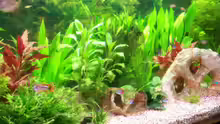 Dekoration im Aquarium Becken 11605
