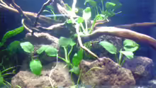 Dekoration im Aquarium Becken 11607