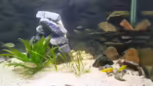Dekoration im Aquarium Becken 1205
