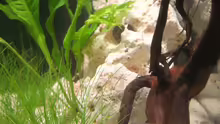 Dekoration im Aquarium Becken 12094