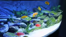 Dekoration im Aquarium Becken 12122