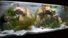 Dekoration im Aquarium Becken 1219