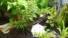 Dekoration im Aquarium Becken 12693