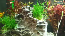 Dekoration im Aquarium Becken 12848