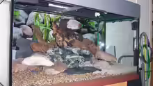 Dekoration im Aquarium Becken 13773
