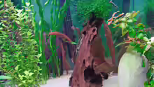 Dekoration im Aquarium Becken 1509