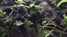 Dekoration im Aquarium Becken 1534