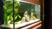 Dekoration im Aquarium Becken 1623