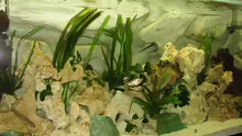 Dekoration im Aquarium Becken 1747