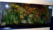 Dekoration im Aquarium Becken 1760