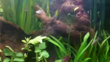 Dekoration im Aquarium Becken 1764