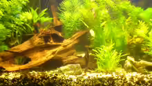 Dekoration im Aquarium Becken 1833
