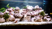 Dekoration im Aquarium Becken 187