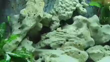 Dekoration im Aquarium Becken 2007