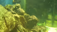 Dekoration im Aquarium Becken 2085