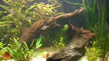 Dekoration im Aquarium Becken 2091