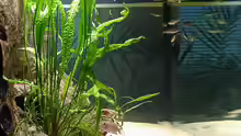 Dekoration im Aquarium Becken 216
