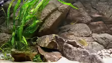 Dekoration im Aquarium Becken 216