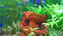 Dekoration im Aquarium Becken 2376