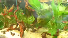 Dekoration im Aquarium Becken 2482
