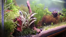 Dekoration im Aquarium Becken 2523