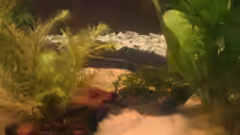 Dekoration im Aquarium Becken 2650